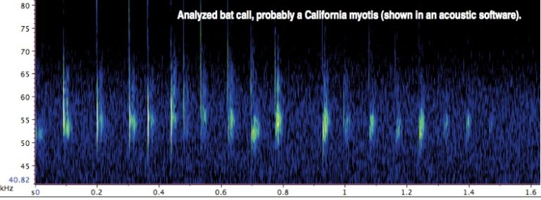 bat call sonogram