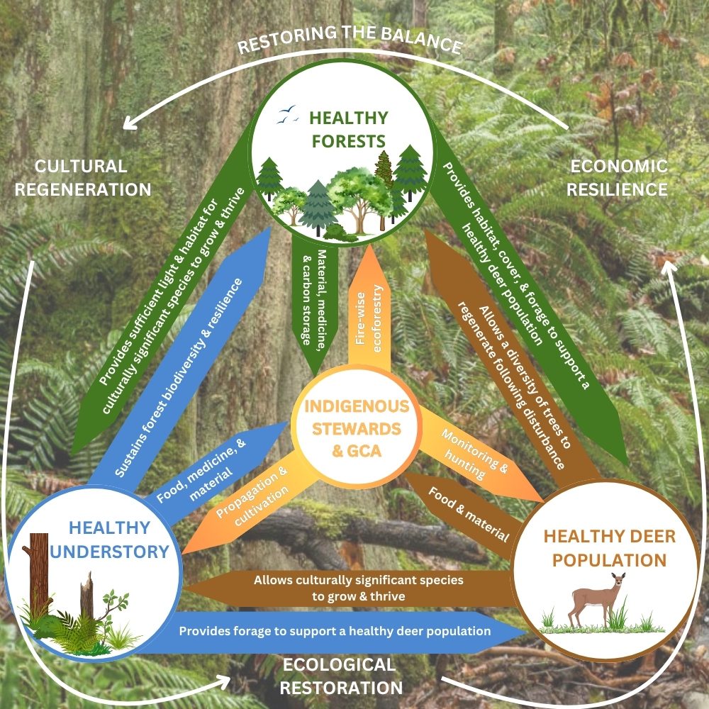 This image shows the Relationship between healthy forests, healthy understory and healthy deer population